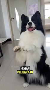 So this is why the Border Collie is known as the smartest dog in the world
