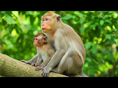 🔴LIVE: Baby Monkey Stays Close to Mom | Cute & Protective Macaque Family