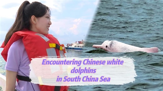 Vlog: Encountering Chinese white dolphins in Leizhou Bay