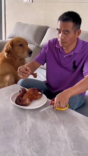 Adorable Maomao Golden Retriever Dog TikTok Videos