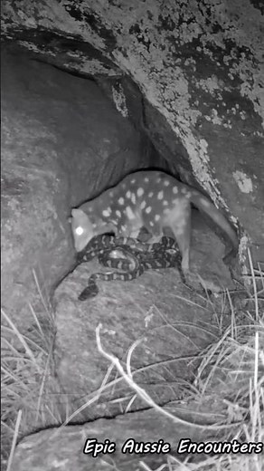 Quoll Investigates a Deceased Carpet Python #Shorts #Wildlife #Nature #Quoll #Australia