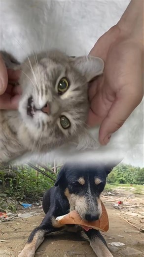 👉 “Friends, the Cat Had an Eye Problem 😿👁️ The Vet Is Treating It and Making It Better 🩺✨” | Ikbal Pet's Gallery