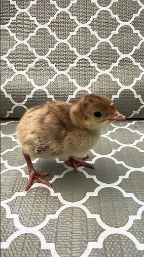 Are Baby Turkeys the Cutest Thing Ever? #cute #babyanimal #turkey
