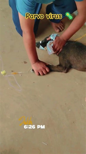 parvo virus treatment #dog #parvovirus #treatment #doglife #sad #doglove #shorts #viral