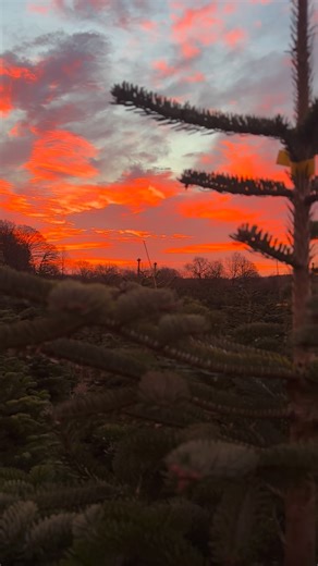 🌅 Beautiful sunrises this week for our final days at Croft Christmas Trees for 2025 🎄 We’re open for just two more days: ✨ Today: 9am – 4pm ✨ Tomorrow: 9am – 3pm A huge thank you to everyone who’s visited us so far this season, we’re so grateful for your support ❤️ If you’re still to come, don’t worry… we still have lovely trees available and plenty of beautiful finishing touches in the shop to make your Christmas complete. We’d love to see you before we close for the season 🎄✨ | Croft Christ