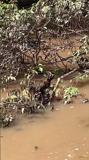 Rare Sighting of Sloth Swimming in the Amazon!