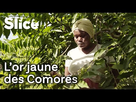 Ylang-Ylang : une fleur à la rescousse des Comores ? | SLICE
