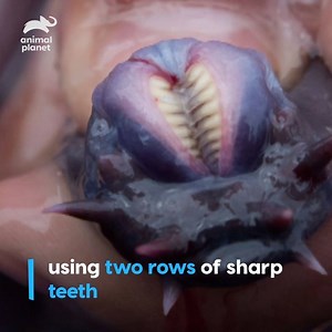 3.3M views · 1.9K reactions | This extraordinary fish has a really cool defense mechanism! 麗#animalsdothat | Animal Planet | Facebook