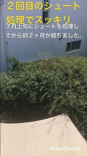 ２回目のシュート処理でスッキリ❗️ #モッコウバラ #バラ #薔薇 #シュート処理 #庭作業 #庭 #植物 #園芸 #ガーデニング