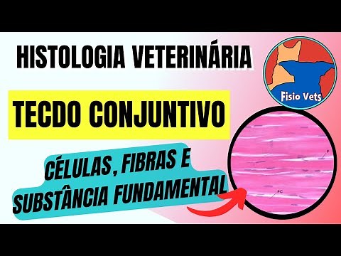 Introduction to Connective Tissue - Veterinary Histology