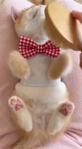 Kitten Having Luxury Treatment Ever💕😻 Purring in Style #cute #kitten #luxury