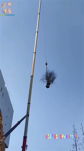 Crane lifting tree