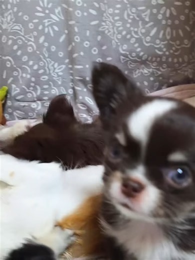Mini Chihuahua Toys: Sweet and Playful Companions