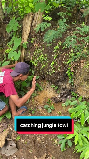 Captivating Jungle Fowl: A Closer Look