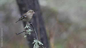 Juvenile chaffinch (Fringilla coelebs), common and widespread small passerine bird in the finch family, sitting on the branch in National park Sierra de Andujar, Spain. 4K