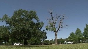 'Gravity always wins': How to keep your backyard trees safe during Houston's rainy weather