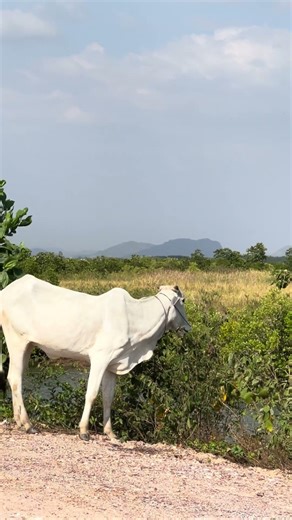 Mother Cow Calling Calf | Peaceful Farm Sounds