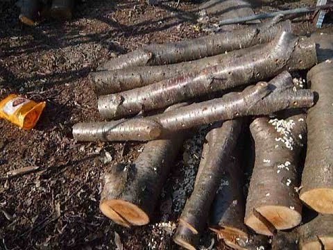 なめこ栽培植菌作業