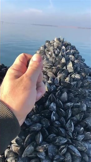 #Fish hunting #animals #fishing#hunting#shorts #viralshort