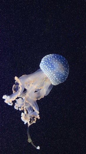 Enjoy the Last Sunset 🌅 | Dark Synthwave Short