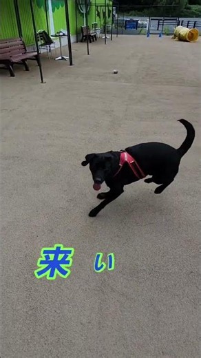 水遊びして思いっきり走れたロッキ～♪