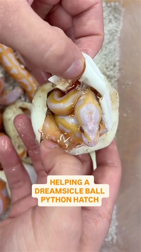 Helping a baby Ball Python HATCH😍🔥🐍