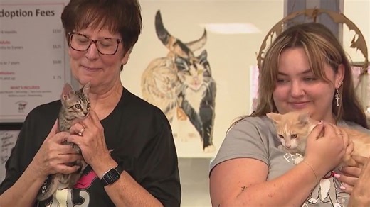 Cats rescued from TX floods look for homes in Arizona