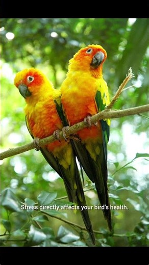 5 Dangerous Signs Your Parrot Is Stressed and You Don’t Know It🦜