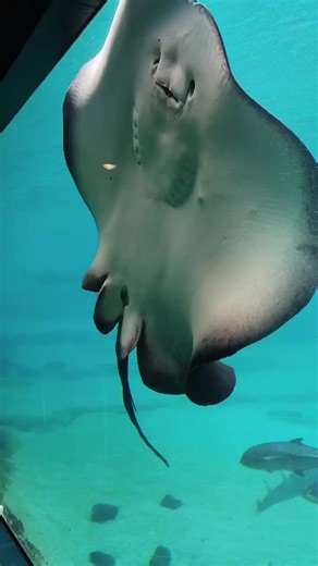 Sea world stingrays #seaworld #goldcoast #australia #stingray #sea