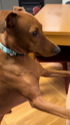 🥴 #pinscher #hugo