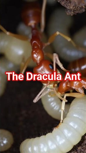 The Dracula Ant #shorts #ant #animallife