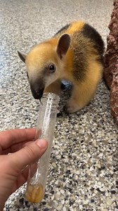 Noms with Santiago the tamandua pup! 😋 A tamandua’s long, sticky tongue is the perfect bug catcher and can reach lengths of nearly 16 inches long! This allows them to scour the narrow tunnels of termite mounds and ant colonies. All anteaters, including tamanduas, belong to the suborder Vermilingua, which means “worm-tongue.” 🪱 📹 Keeper Lindsey | Nashville Zoo