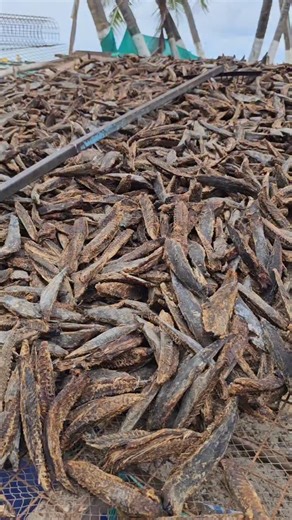 Mohammed Swadikh on Instagram: "ലക്ഷദ്വീപിലെ മാസ് സീനാണ്! #dry #drytuna #yellowfin #lakshadweepvlogger #ravanaprabhu"