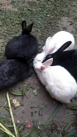 How to make Rabbits House || Building Rabbit house at home |.. 2026