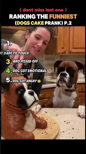 Ranking the Funniest dogs Cake Pranks #2 #shorts #ranking #dogprank