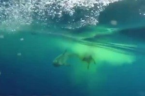 Shark eats cow in the middle of the Indian Ocean (bizarre video)