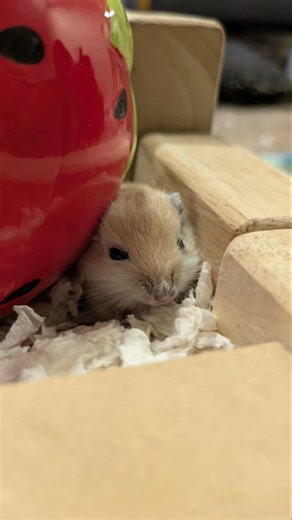 me and my friends baby gerbils growing up