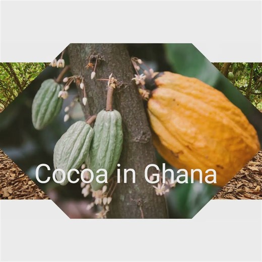 cocoa farming in Ghana 🇬🇭