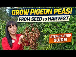 Grow This Tropical Super Crop in Your Garden | Pigeon Peas From Seed to Harvest