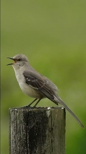Mockingbird Sounds and Calls #mockingbird