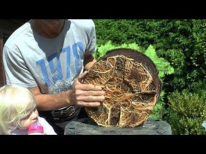 Urweltmammutbaum Metasequoia glyptostroboides einpflanzen, umpflanzen