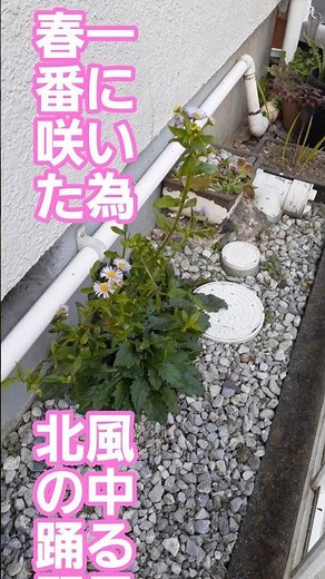 《🍃寒風に/煽られ踊る/ヒメジョオン/可憐な中に/強さ見て居り💪‼️》