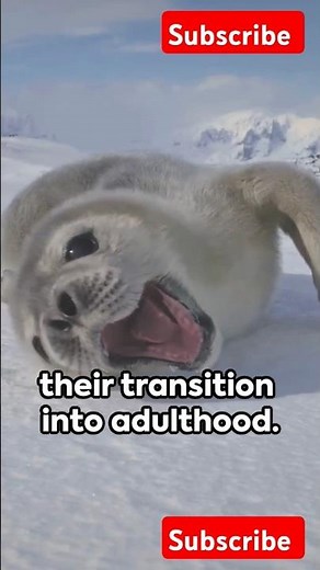 Harp Seal Pup: A Glimpse into the Arctic Life #HarpSealPup #ArcticWildlife #CuteAnimals #sorts