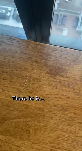 Adorable Cat Stretches its Toes - Cute Kitten Video