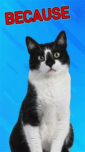 Every New Cat Owner Needs To Know This