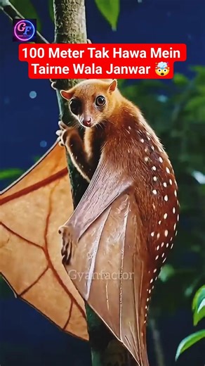 World’s Most Dangerous Gliding Animal –Flying Lemur #reels #facts #gyanfactor #shorts #animals