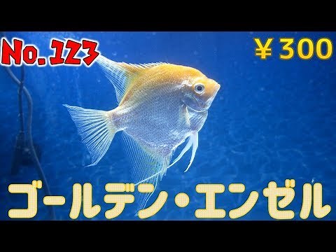 【生体紹介】No.123ゴールデン・エンゼル【ふぶきテトラ】