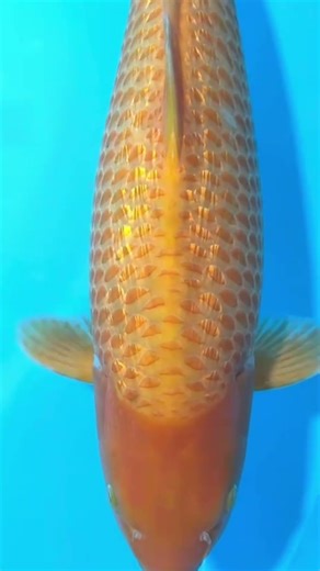 Jetzt erhältlich bei ‪@koifreak‬