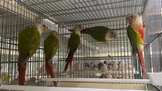 Pineapple Conure | Tropic Island