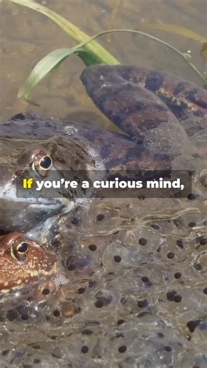 Frog mating habits | Fairly Odd Facts